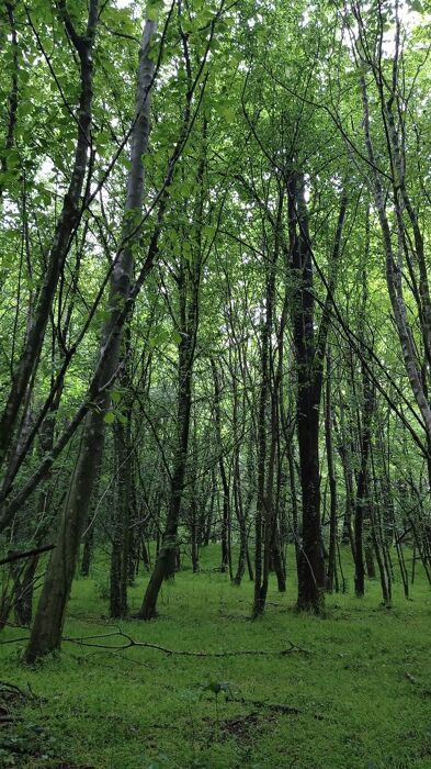 La Via dei Faggi: escursione alla scoperta del Re del bosco La Via dei Faggi: escursione alla scoperta del Re del bosco desktop picture