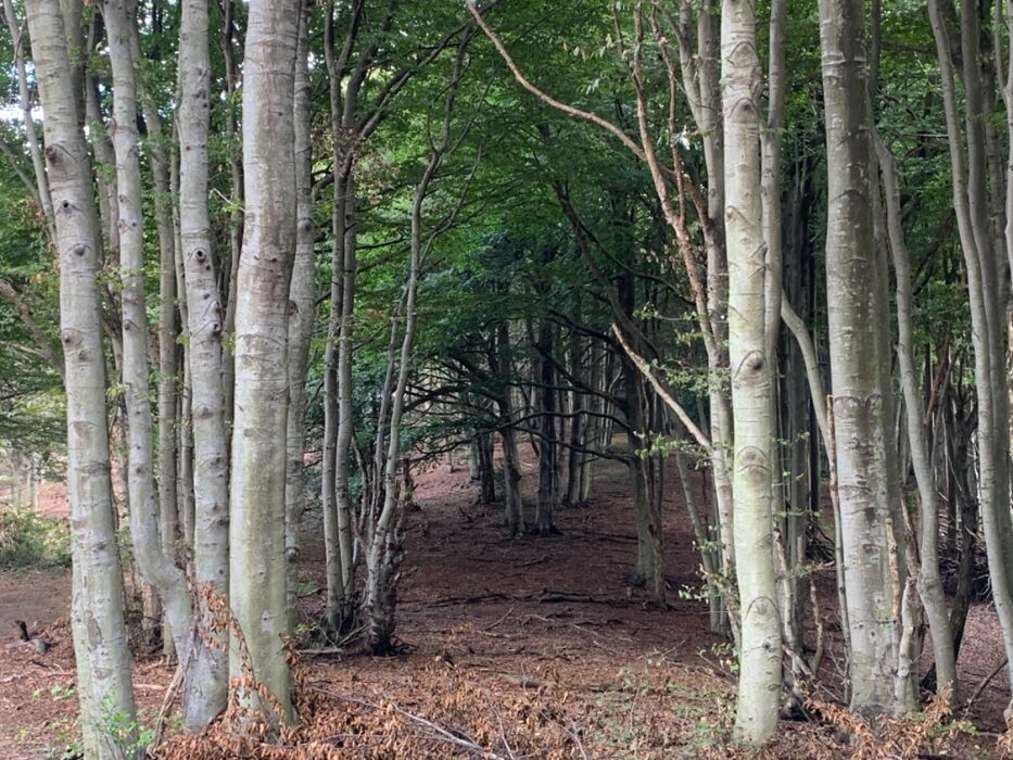 Camminata rilassante e sensoriale tra i faggi. Camminata rilassante e sensoriale tra i faggi. desktop picture