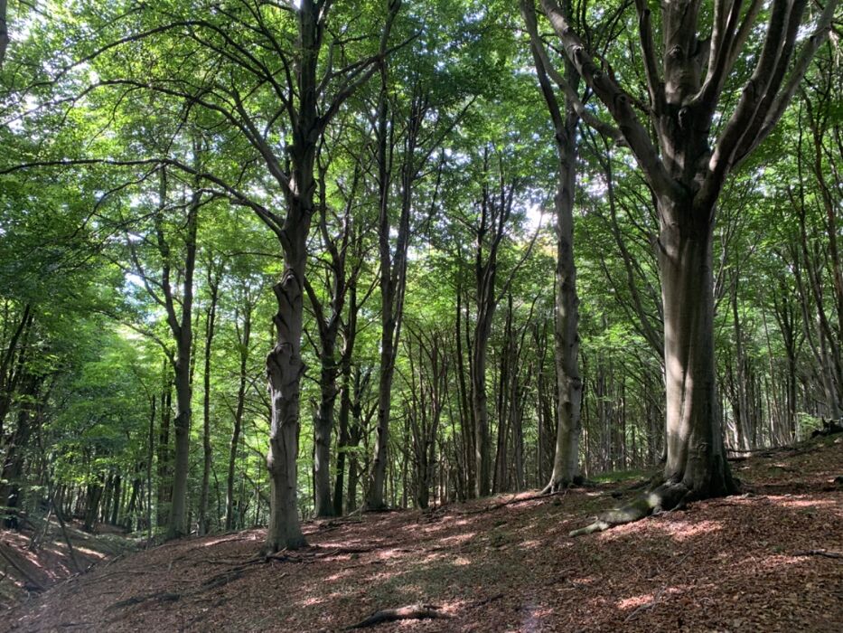 Camminata rilassante e sensoriale tra i faggi. Camminata rilassante e sensoriale tra i faggi. desktop picture