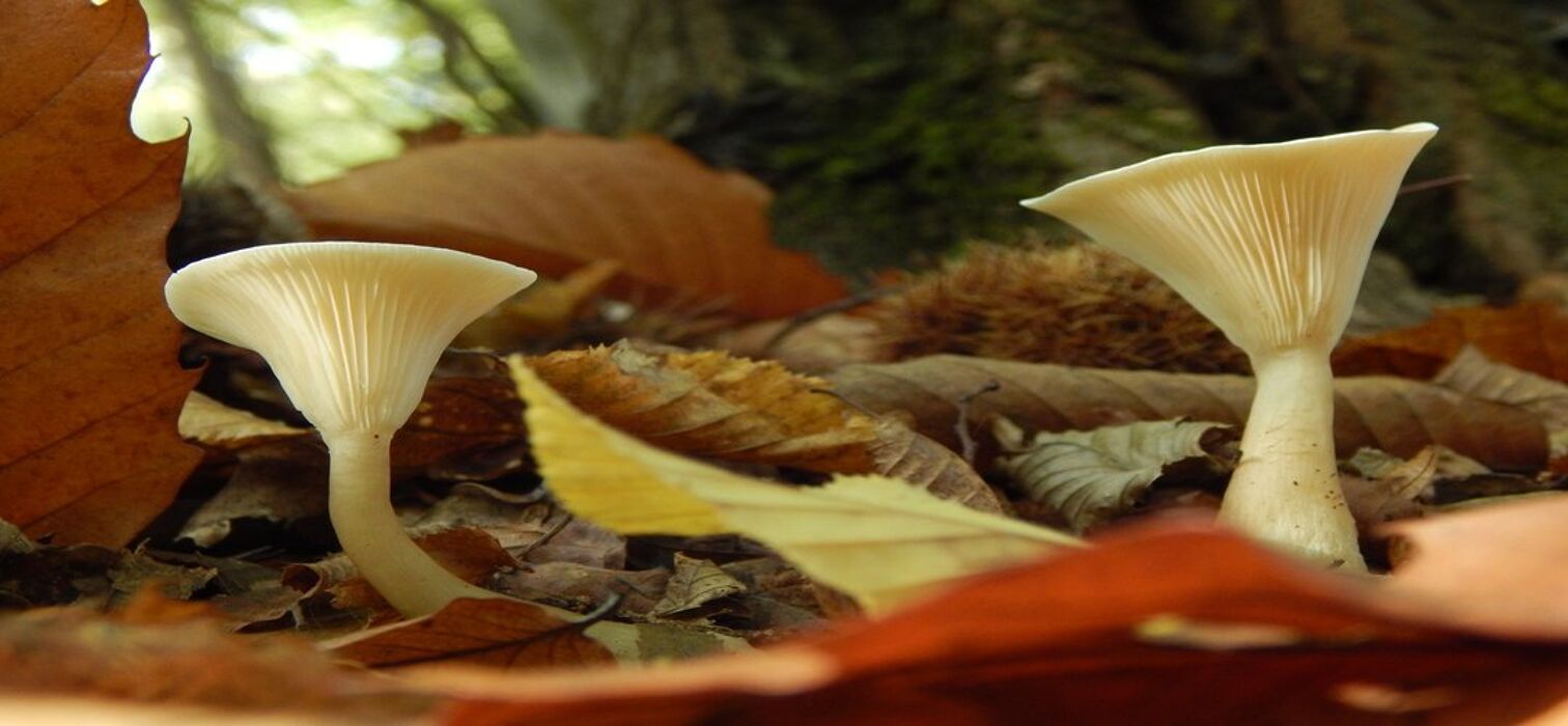 Emozioni del bosco d’autunno fra pinete, querce e castagneti Emozioni del bosco d’autunno fra pinete, querce e castagneti desktop picture