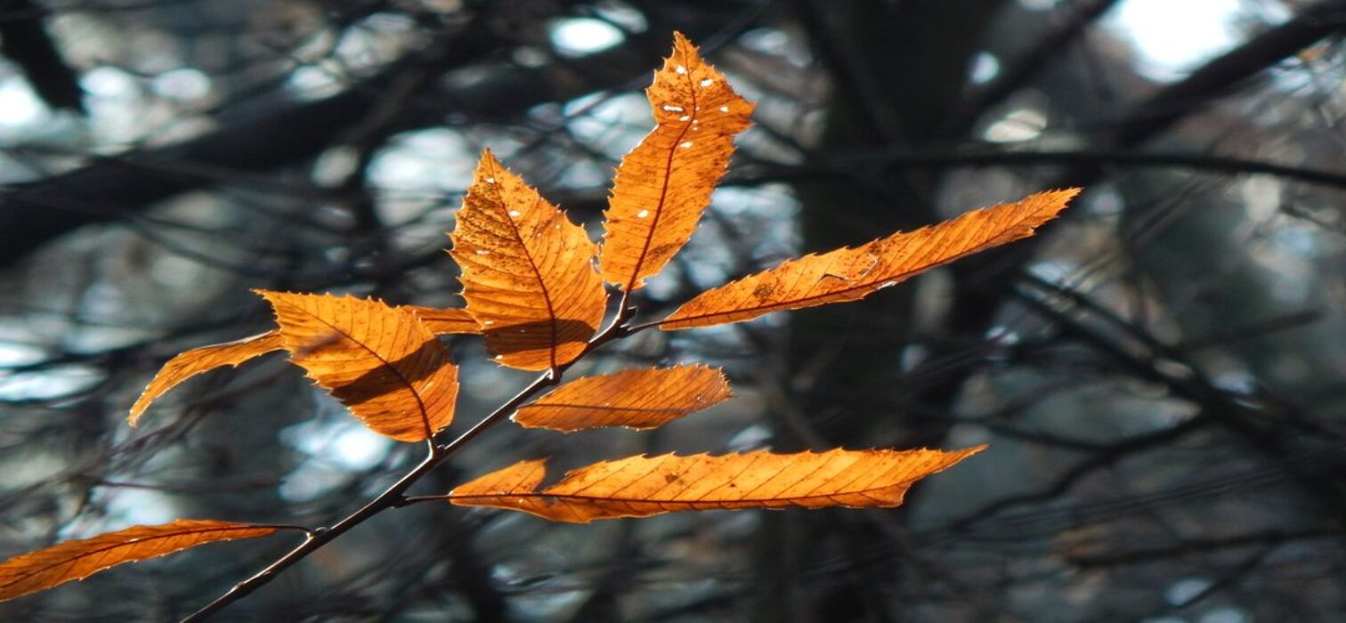 Emozioni del bosco d’autunno fra pinete, querce e castagneti Emozioni del bosco d’autunno fra pinete, querce e castagneti desktop picture