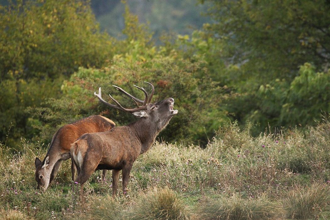 Bramito d'amore Bramito d'amore desktop picture