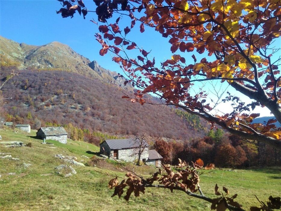 Bramito d'amore Bramito d'amore desktop picture