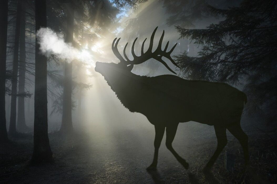 Bramito d'amore Bramito d'amore desktop picture