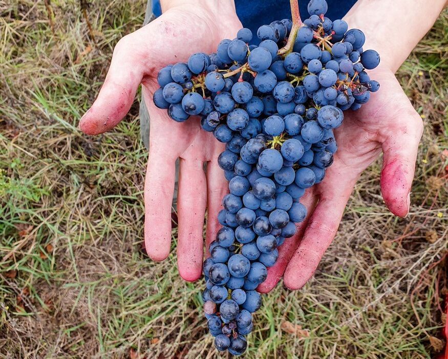Alla scoperta di antichi vigneti ed alla degustazione di vini montani Alla scoperta di antichi vigneti ed alla degustazione di vini montani desktop picture