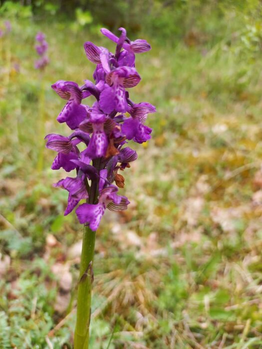 SENTIERO DI GUARDAMONTE: GROTTE, FALESIE E MERENDA FINALE SENTIERO DI GUARDAMONTE: GROTTE, FALESIE E MERENDA FINALE desktop picture