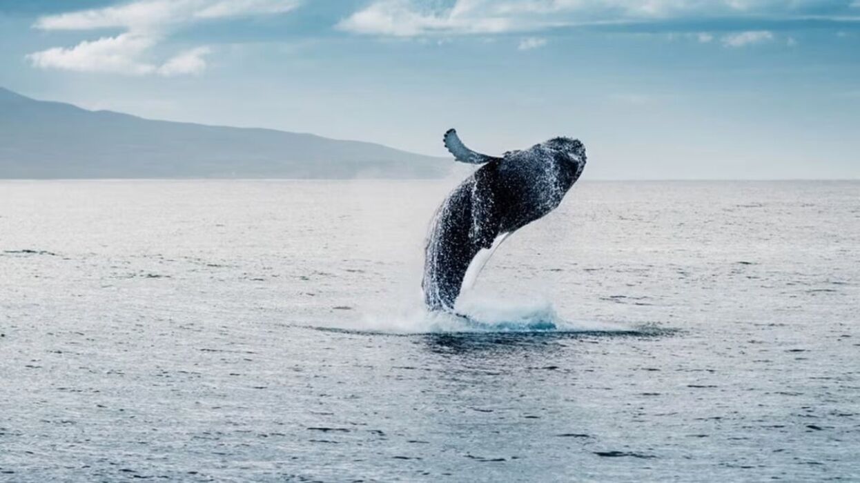 TROMSO: Tour avvistamento BALENE nella Capitale Artica norvegese TROMSO: Tour avvistamento BALENE nella Capitale Artica norvegese desktop picture