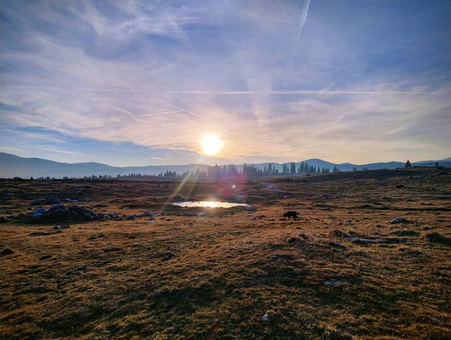 L’Aquila Vaia e la rinascita della foresta in Marcesina L’Aquila Vaia e la rinascita della foresta in Marcesina desktop picture
