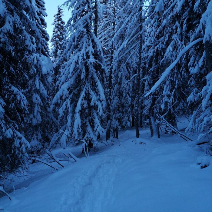 Ciaspolata in 𝑽𝑨𝑳 𝑽𝙀𝑵𝑬𝑮𝑰𝑨 Ciaspolata in 𝑽𝑨𝑳 𝑽𝙀𝑵𝑬𝑮𝑰𝑨 desktop picture