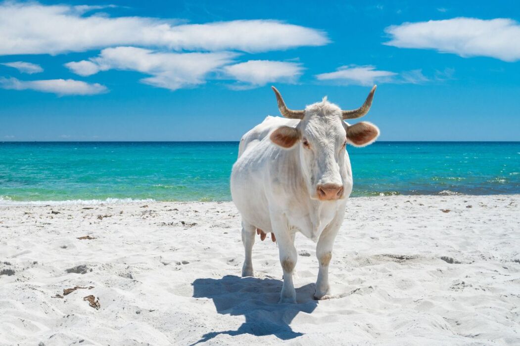 SARDEGNA: Una settimana tra mare, escursioni e dune di sabbia SARDEGNA: Una settimana tra mare, escursioni e dune di sabbia desktop picture